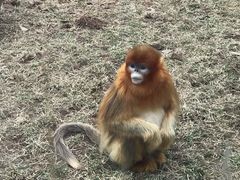 -西安秦岭野生动物园