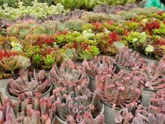 -青石桥花鸟鱼虫市场(叠翠城店)