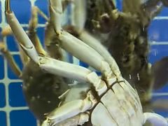 -黄记大闸蟹专卖店·活蟹·醉蟹