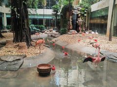 -白虎自助餐厅·真老虎·景观自助餐厅(广州长隆酒店)