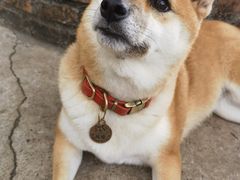 -柴犬高等学院·狗咖·柴犬售卖·宠物训练