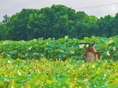 -嘉北郊野公园