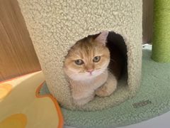 -COLOR PETS 撸猫馆·购猫·猫咖(长风大悦城店)