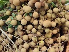 -新塘水果乐园(东洲大道店)