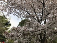 -西安青龙寺遗址景区