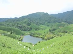 -龙坞茶村