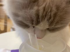 -猫咪派对(江南西店)