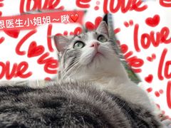 -瑞鹏宠物医院·内科·中兽医·骨科(苗圃店)