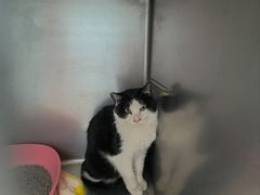 -纳吉亚猫专科动物诊疗中心(蒋宅口分院)