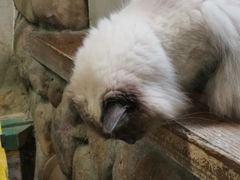 -猫咪博物馆(顶澳仔猫街店)