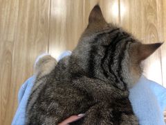 -啵啵喵·猫咖(攀华国际店)