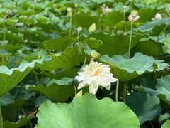 -莲花池公园