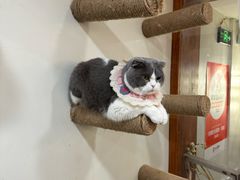 -共舞时光猫咖·狗咖(新街口店)