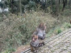 -苏州上方山国家森林公园