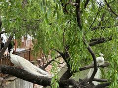 -J Create城市露营咖啡·简餐·宠物(上海动物园店)