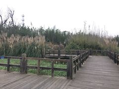 -白鹭湾湿地公园