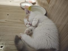 -屋虎猫馆(宝安大仟里店)