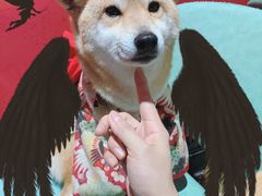 -猫色咖啡·猫咖