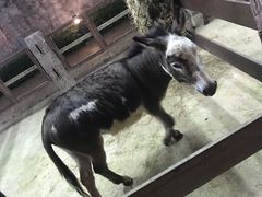 -清迈夜间动物园