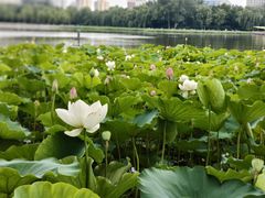 -莲花池公园