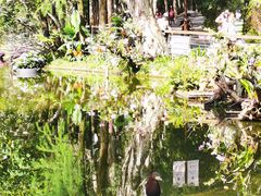 -深圳仙湖植物园