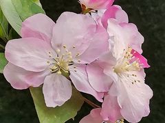 -海棠花溪(元大都城垣遗址公园)