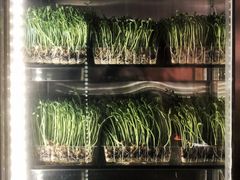 有机豆苗-捞神煲汤火锅(湖滨商业街店)