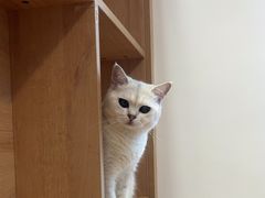 -是阿柴呀！柴犬咖啡·爱喵喵猫咖