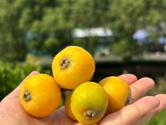 -树山生态村