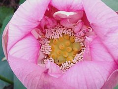 -荷塘月色湿地公园·向阳花洲