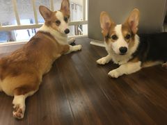 -柯斗斗主题餐厅·狗咖·围炉煮茶·茶饮(国瑞升平里店)