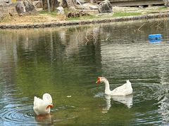 -观唐（国际）度假村温泉