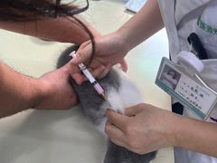 -瑞派动物医院·猫专科·至诚(江南中分院)