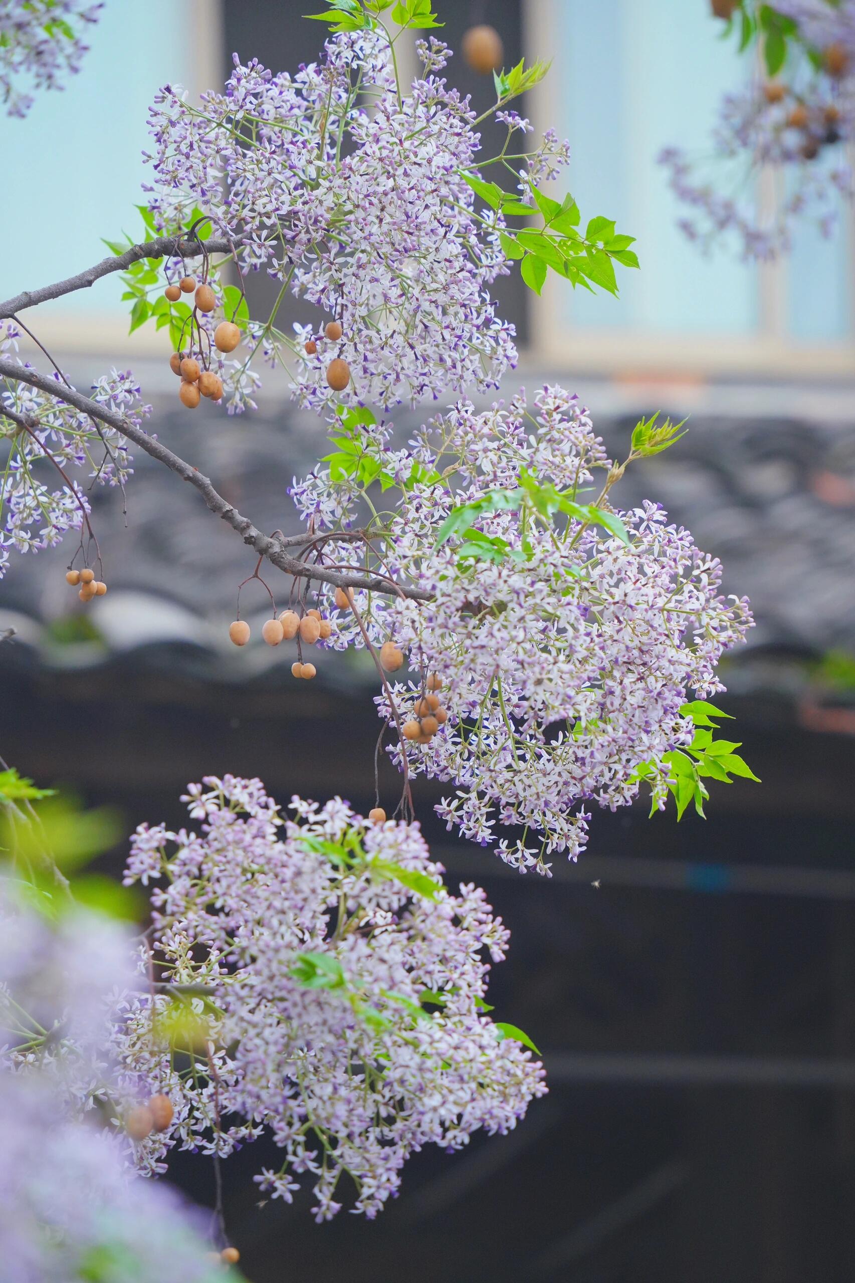 春天的花信风图片