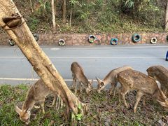 -西双版纳原始森林公园