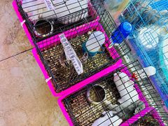 -山东柏宁水族批发广场