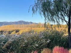 -野鸭湖国家湿地公园