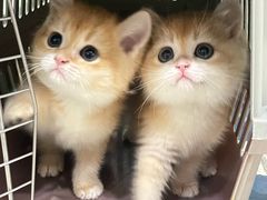 -lincat·猫舍(广州店)