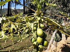 -瑞丽独树成林风景区