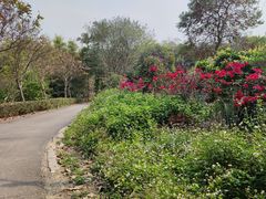 -广西壮族自治区药用植物园