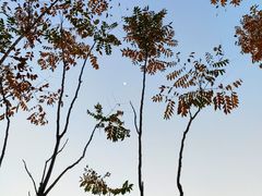 -新江湾城公园