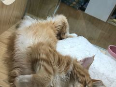 -屋虎猫馆(宝安大仟里店)
