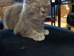 -more than meow吴止猫主题餐厅(承德 中船汇店)