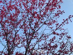 -茶百道(玺悦城店)