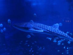 -烟台海昌鲸鲨海洋公园