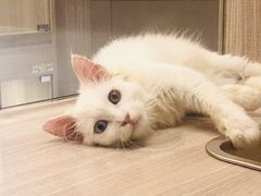 -飞行喵MR PILOT|猫舍·猫咖(静安大融城店)