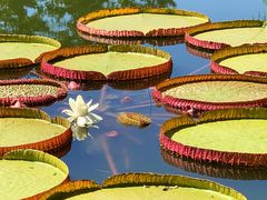 -国家植物园南园