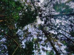 -缙云山景区