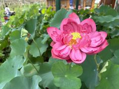 -池杉湖湿地公园