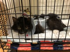 -美联众合宠物医院·爱萌分院·内外科·猫科中心